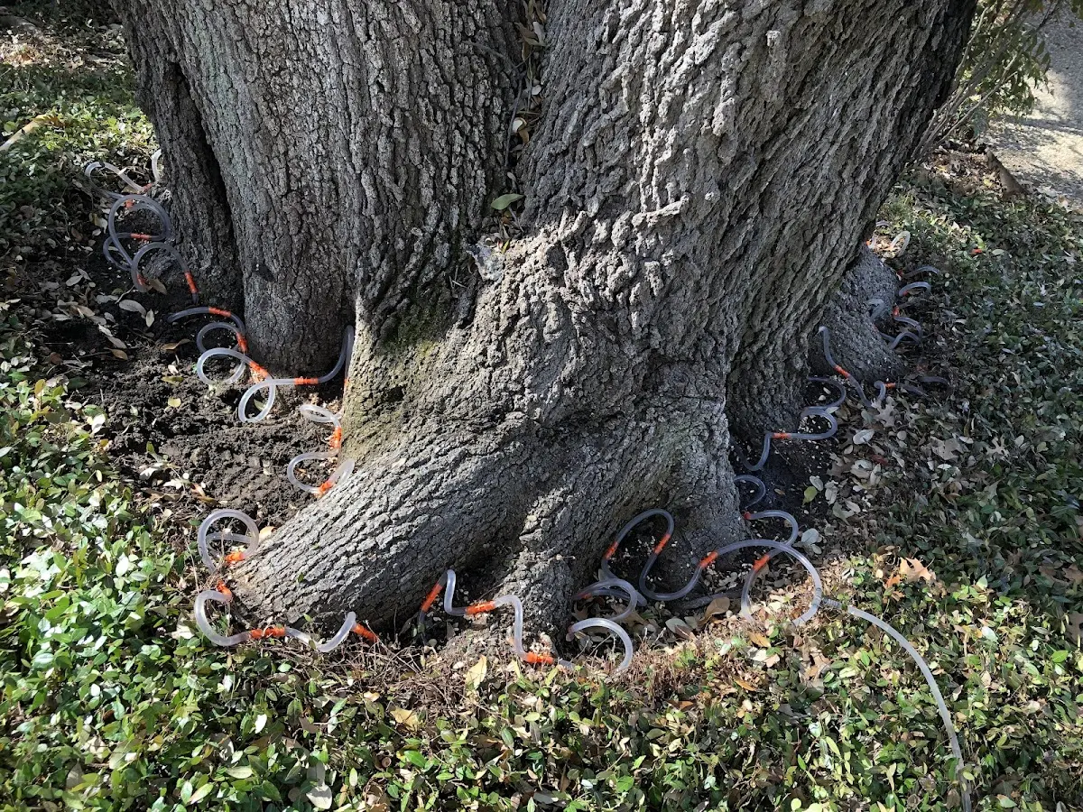 Detailed Tree Cabling and Bracing job site in Rose