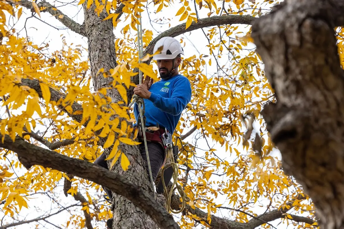 Skilled Tree Transplanting crew working in Rose